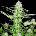 Sweet Harlem Diesel (Sumo Seeds) feminizowane