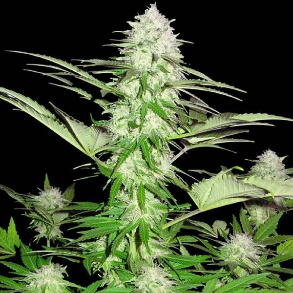 Sweet Harlem Diesel (Sumo Seeds) feminizowane