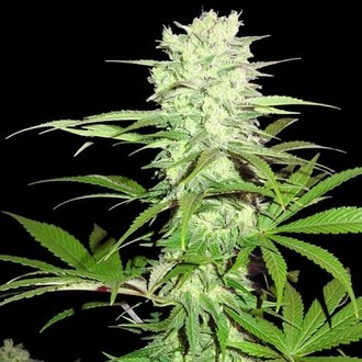 Thunderstruck (Sumo Seeds) feminizowane
