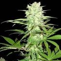Thunderstruck (Sumo Seeds) feminizowane