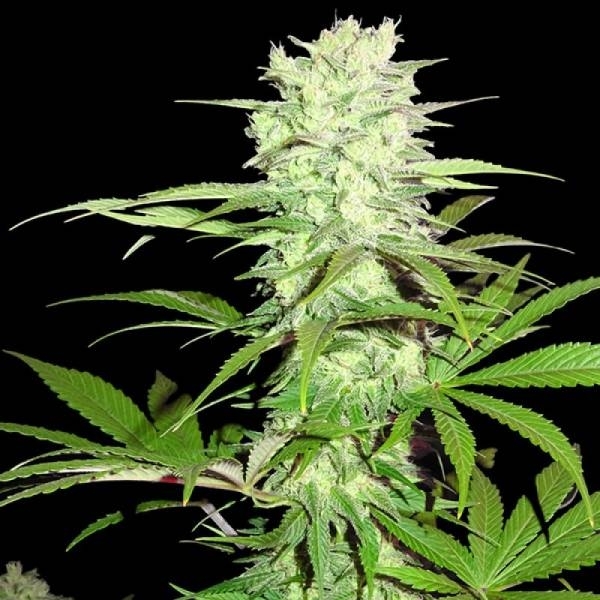 Thunderstruck (Sumo Seeds) feminizowane