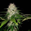 OG Kush od Sumo (Sumo Seeds) feminizowane