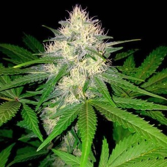 Berries & Cheese (Sumo Seeds) feminizowane
