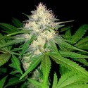 Berries & Cheese (Sumo Seeds) feminizowane