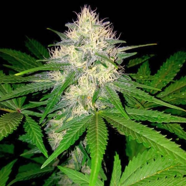 Berries & Cheese (Sumo Seeds) feminizowane