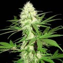 Sumo's Big Bud (Sumo Seeds) feminizowane