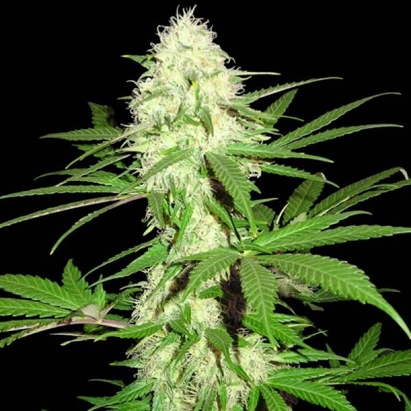 Sumo's Big Bud (Sumo Seeds) feminizowane