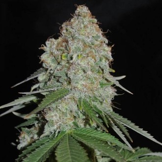 White Widow Original (Sumo Seeds) feminizowane
