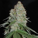 White Widow Original (Sumo Seeds) feminizowane