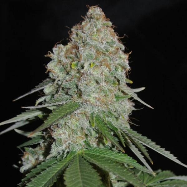 White Widow Original (Sumo Seeds) feminizowane