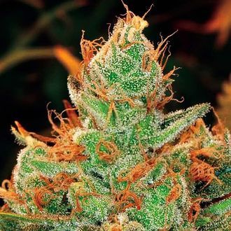 Gorilla x Lilly (Expert Seeds) feminizowane