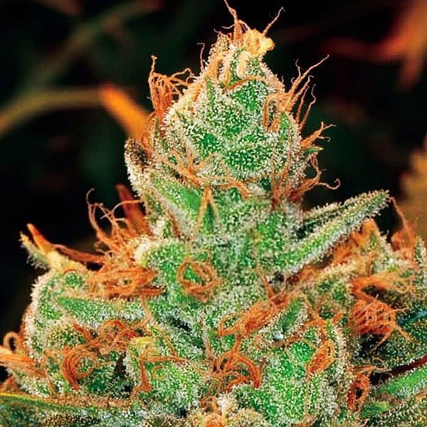 Gorilla x Lilly (Expert Seeds) feminizowane