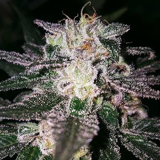 Gorilla Cookies (Expert Seeds) feminizowane
