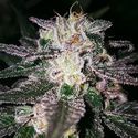 Gorilla Cookies (Expert Seeds) feminizowane