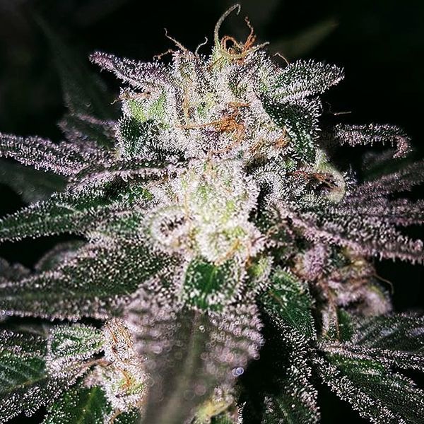 Gorilla Cookies (Expert Seeds) feminizowane