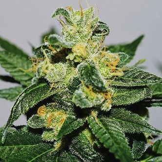 White Gold (Expert Seeds) feminizowane