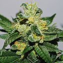 White Gold (Expert Seeds) feminizowane