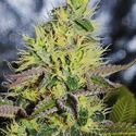 Sweet Zombie (Expert Seeds) feminizowane