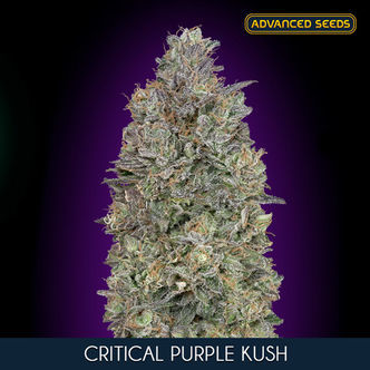 Critical Purple Kush (Advanced Seeds) nasiona marihuany feminizowane