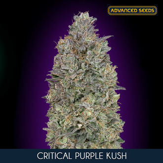 Critical Purple Kush (Advanced Seeds) nasiona marihuany feminizowane