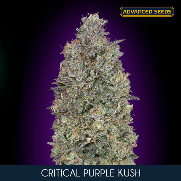 Critical Purple Kush (Advanced Seeds) nasiona marihuany feminizowane