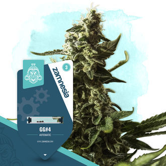GG#4 Automat (Zamnesia Seeds) Feminizowane
