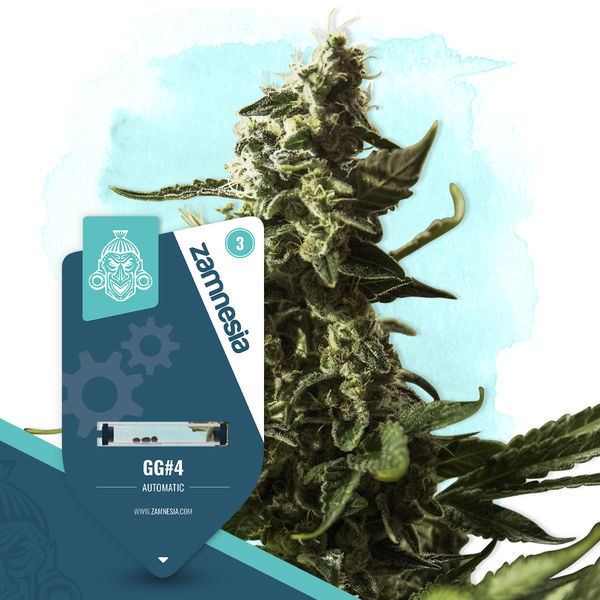 GG#4 Automat (Zamnesia Seeds) Feminizowane