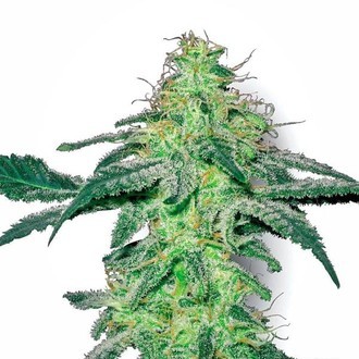 White Skunk (White Label) feminizowane