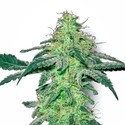 White Skunk (White Label) feminizowane