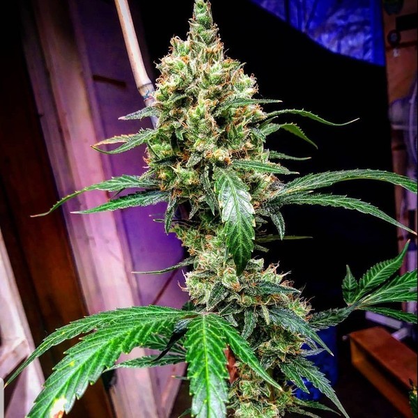 Mandarine Dream XL Automat (BSB Genetics) Nasiona feminizowane