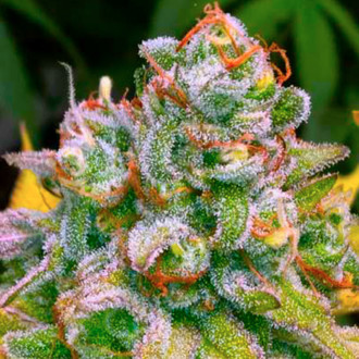 24K Tangie (BSB Genetics) Feminizowane