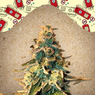 Chem OG (Female Seeds) feminizowane