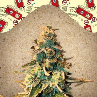 Chem OG (Female Seeds) feminizowane