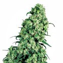 Skunk 1 (White Label) feminizowane