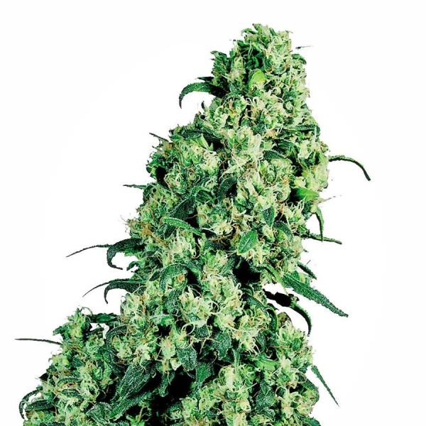 Skunk 1 (White Label) feminizowane