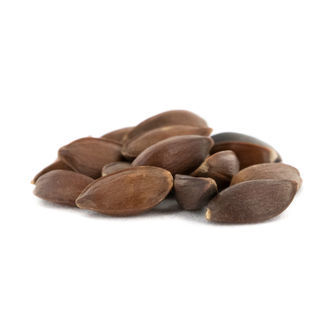 Zielona herbata mormońska | Nasiona Ephedra viridis