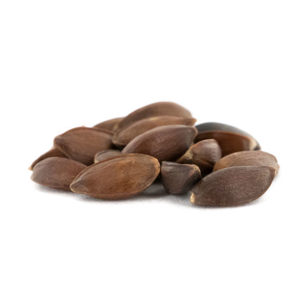 Zielona herbata mormońska | Nasiona Ephedra viridis