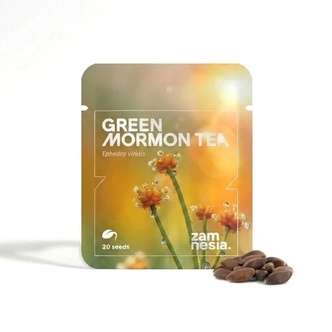 Green Mormon Tea Seeds (Ephedra viridis) 20 Nasion