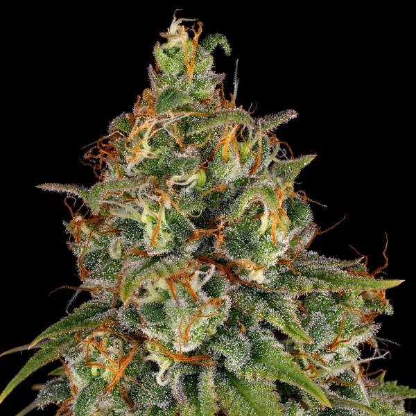 Strawberry AKeil (Serious Seeds) feminizowane