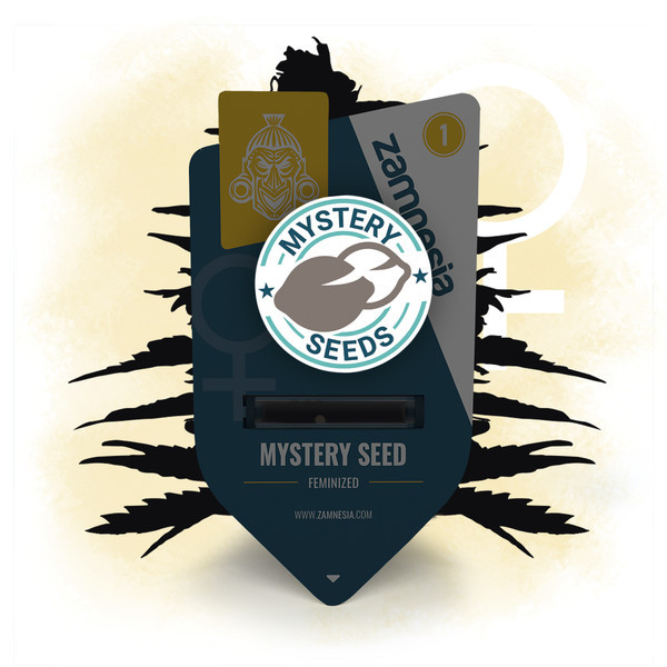 Zamnesia Nasiono Niespodzianka (feminizowane)