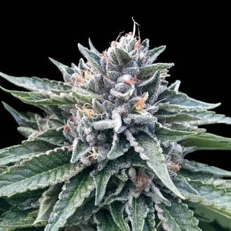 Sorbet 4 (DNA Genetics) feminizowane