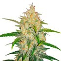 Zkittlez Automat (FastBuds) feminizowane