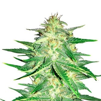 Lemon AK Automat (FastBuds) feminizowane