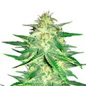 Lemon AK Automat (FastBuds) feminizowane