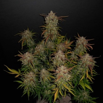 Lemon AK Automat (FastBuds) feminizowane