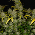 Gelato Automat (FastBuds) feminizowane