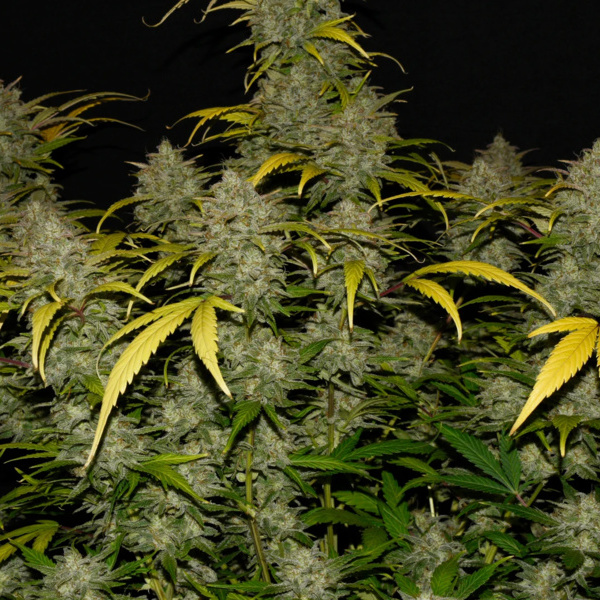 Gelato Automat (FastBuds) feminizowane