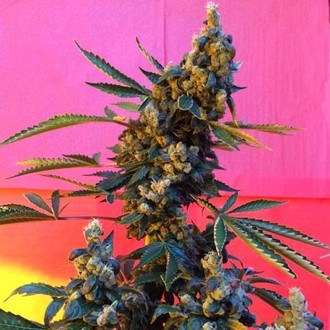DeeDee (French Touch Seeds) regularne