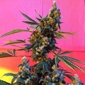 DeeDee (French Touch Seeds) regularne