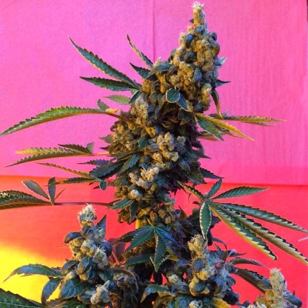 DeeDee (French Touch Seeds) regularne
